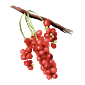 Five Flavour Berries Extract
