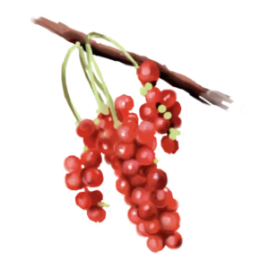 Five Flavour Berries Extract