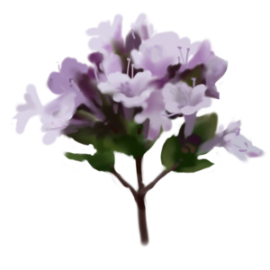 Ysop-Pflanzenextrakt (Hyssopus Officinalis)