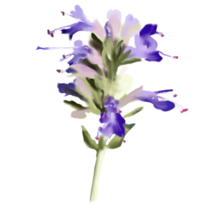 Impératoria