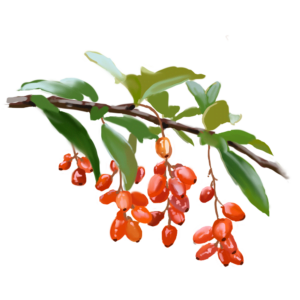Fruit de cerise de cornaline asiatique