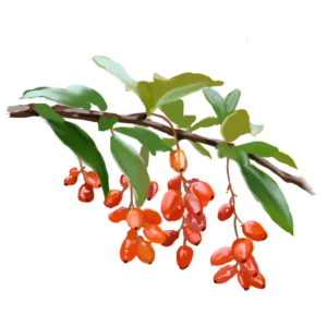 Asiatic Cornelian Cherry Fruit