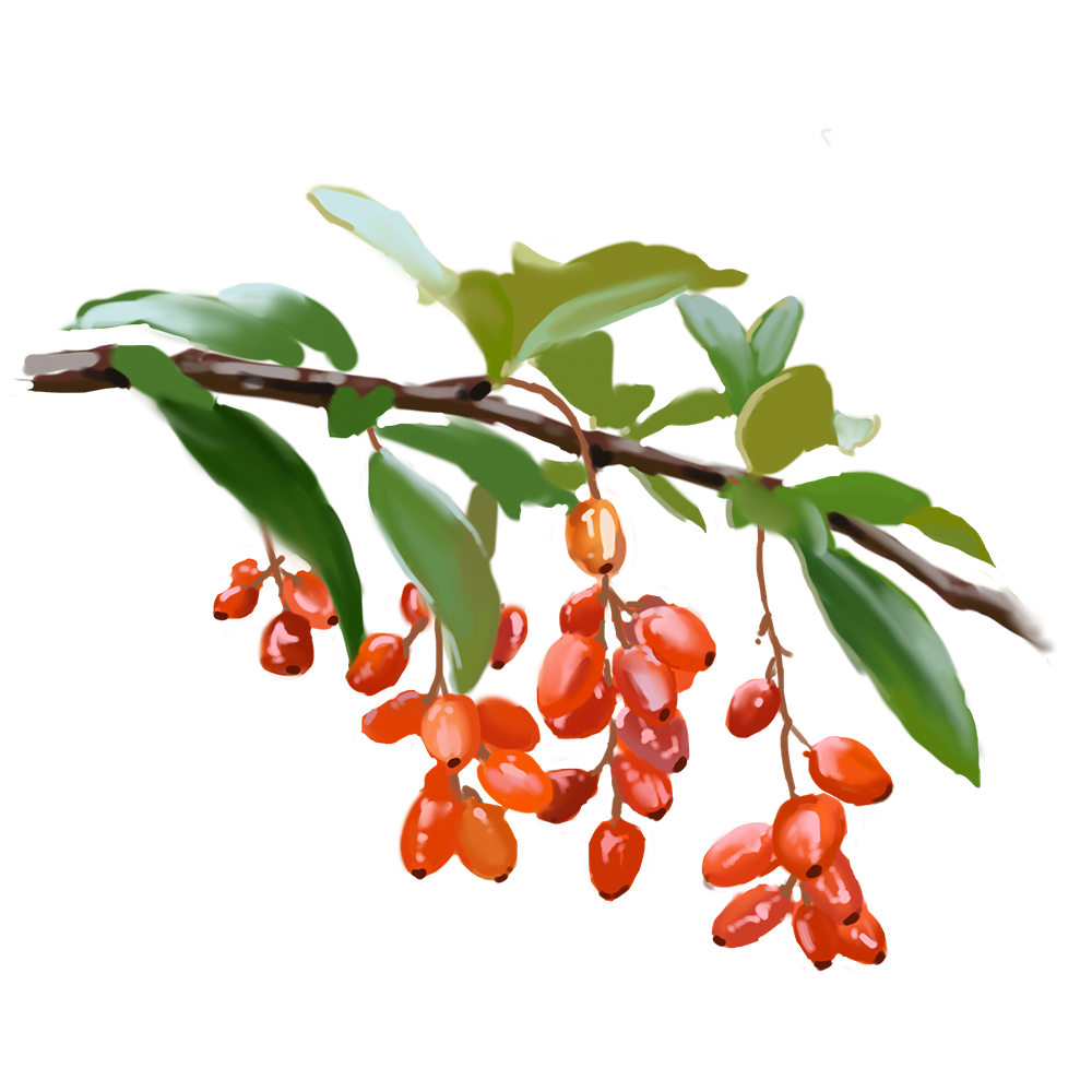 Asiatische Kornelkirschen Frucht