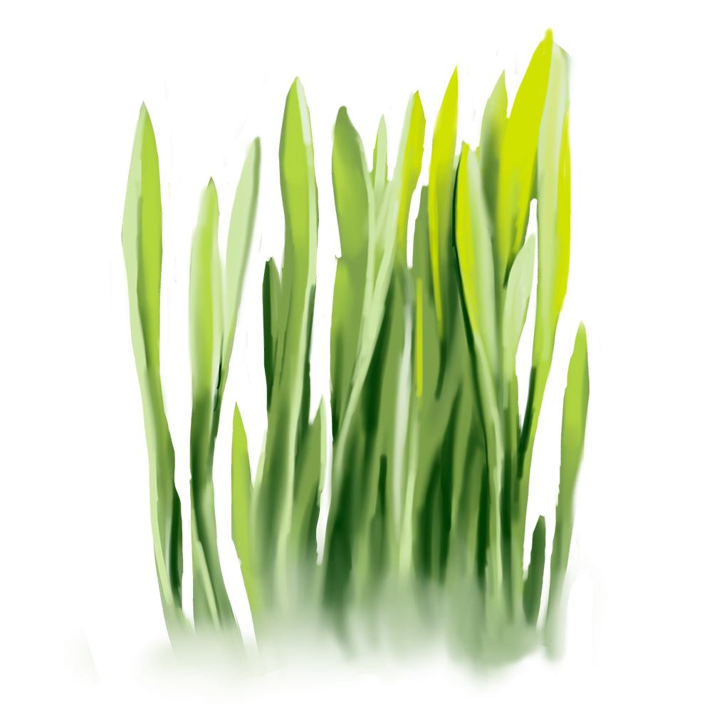 Gerstengras