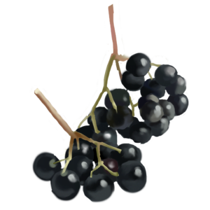 Schwarze Holunderbeeren