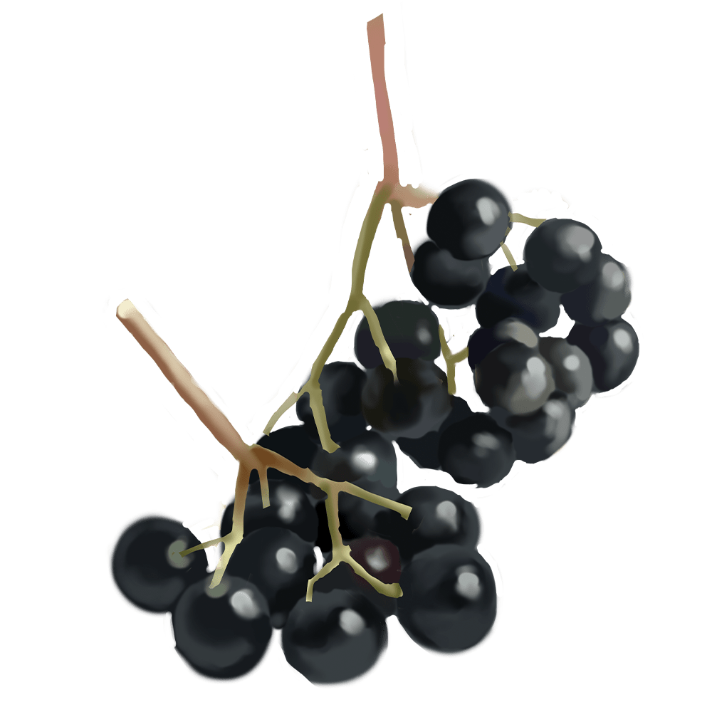 Schwarze Holunderbeeren