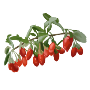 Goji-Beere