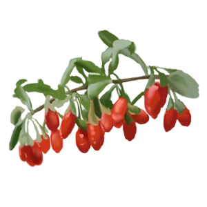 Goji Berry
