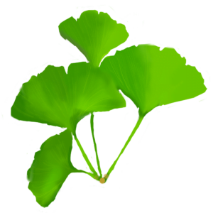 Foglie di Ginkgo