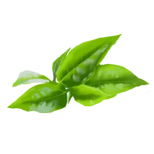 Tè Verde