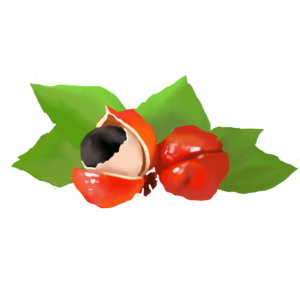 Guaranà