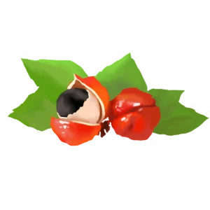 Guarana