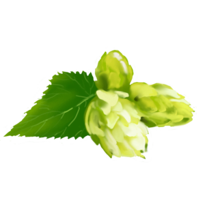 Houblon