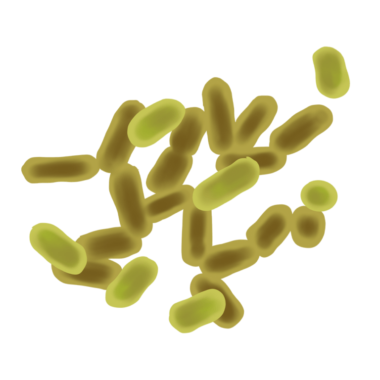 lactobacillus-plantarum-niance