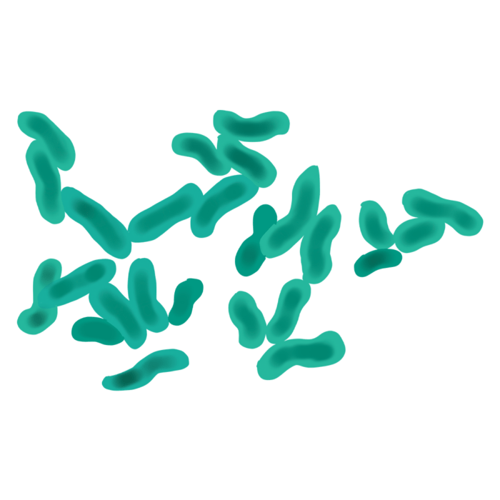 Lactobacillus Rhamnosus - Niance
