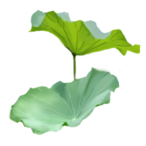 Lotus Leaf