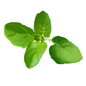 Oregano