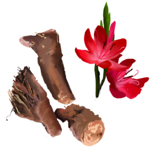 Radice di Rosa