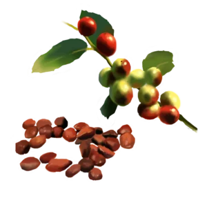 Wild Prickly Juju Seed