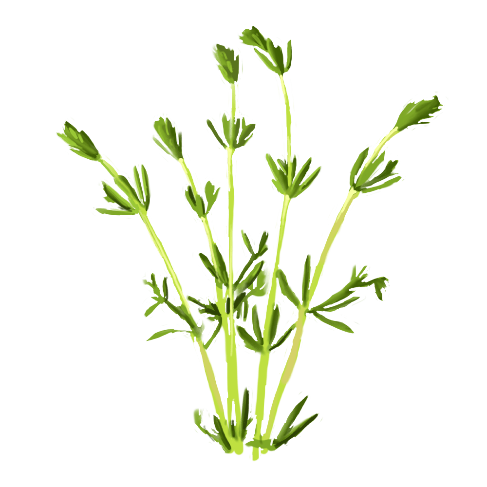 Labkraut