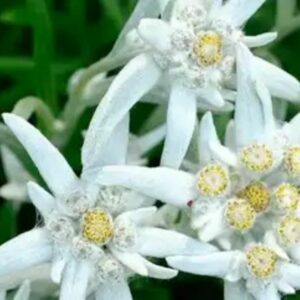 de-gb-edelweiss-stammzellen-inhaltsstoff-the-body-shop-sekundär-400×1272(1)
