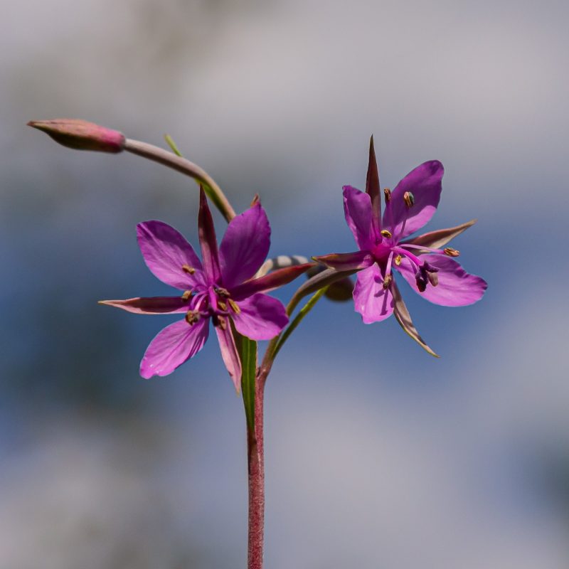 Epilobium Fleischeri Feuille