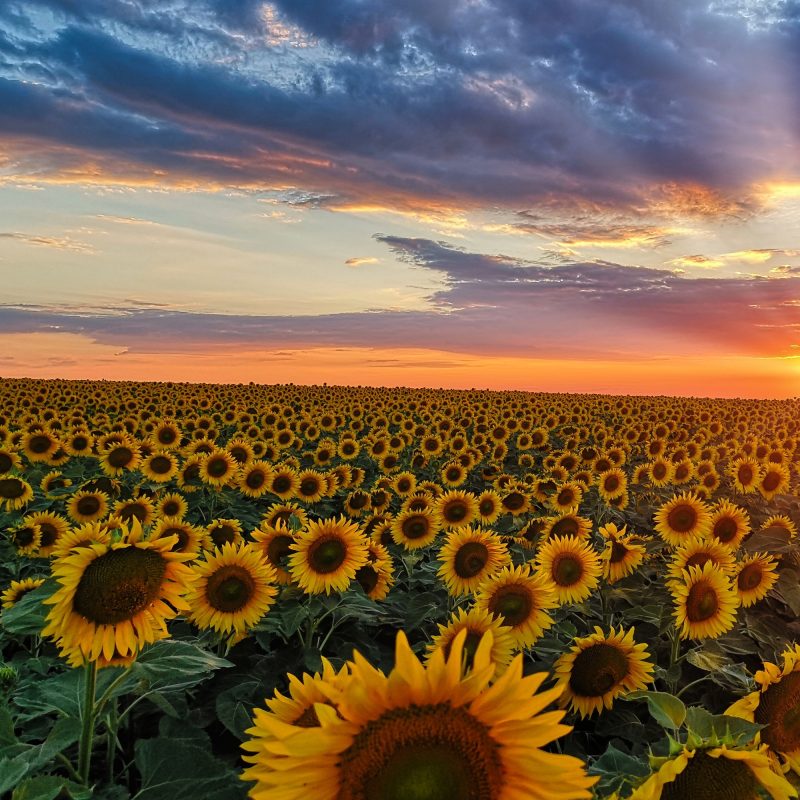 Sonnenblume